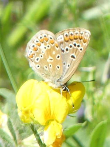 Polyommatus icarus